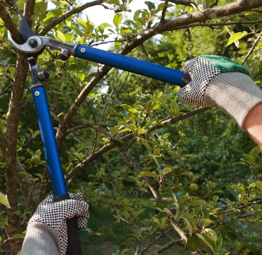 Local landscape installation experts serving Austin, TX - Sanchez And Sons Services