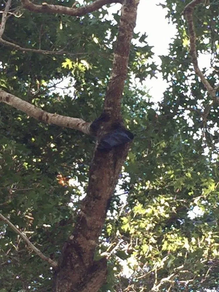 Local residential landscaping in Austin, TX - Sanchez And Sons Services