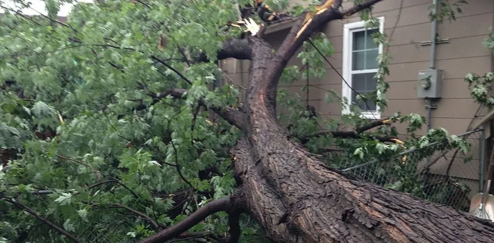 Professional residential landscaping for year-round maintenance in Austin, TX by Sanchez And Sons Services