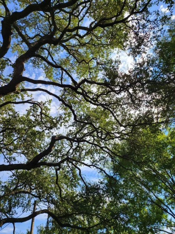 Top-rated outdoor landscaping in Austin, TX by Sanchez And Sons Services