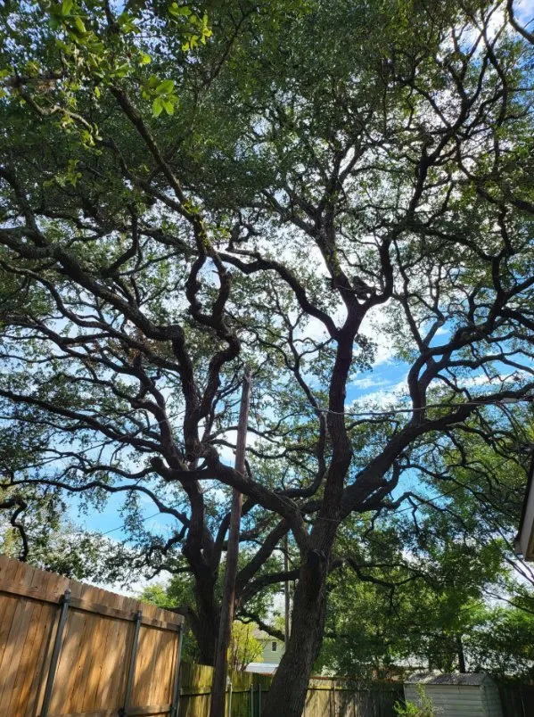 Expert landscaping services with custom design in Austin, TX by Sanchez And Sons Services