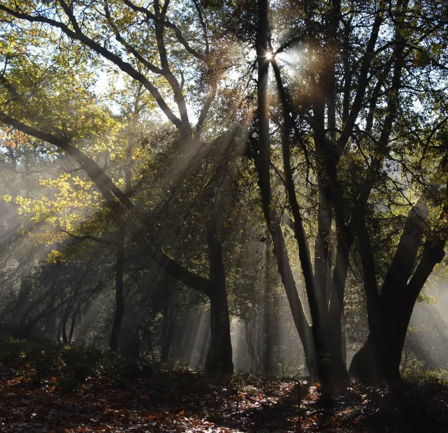 Affordable lawn mowing service near you across Austin, TX - Sanchez And Sons Services