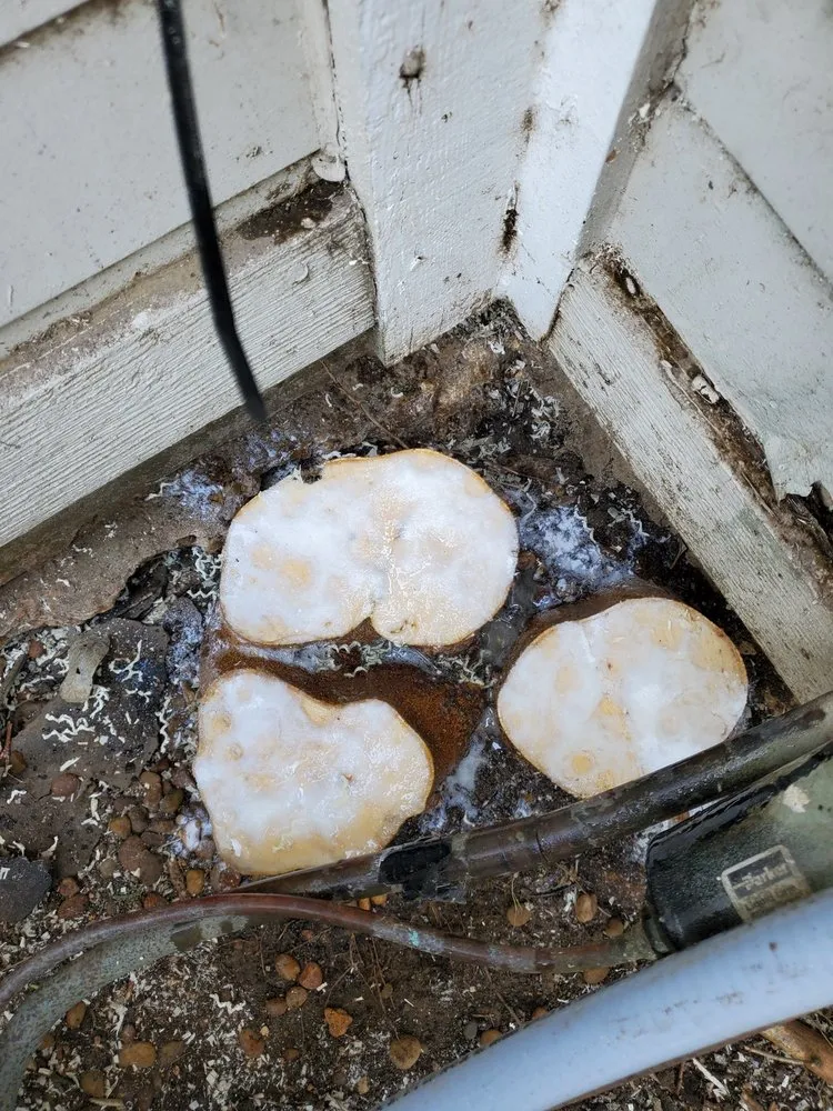 Reliable outdoor landscaping in Austin, TX by Sanchez And Sons Services