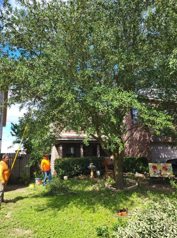 Affordable yard cleanup service in Austin, TX by Sanchez And Sons Services