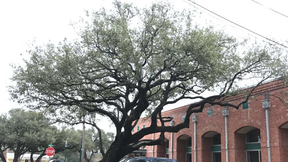 Trusted residential landscaping for year-round maintenance in Austin, TX by Sanchez And Sons Services