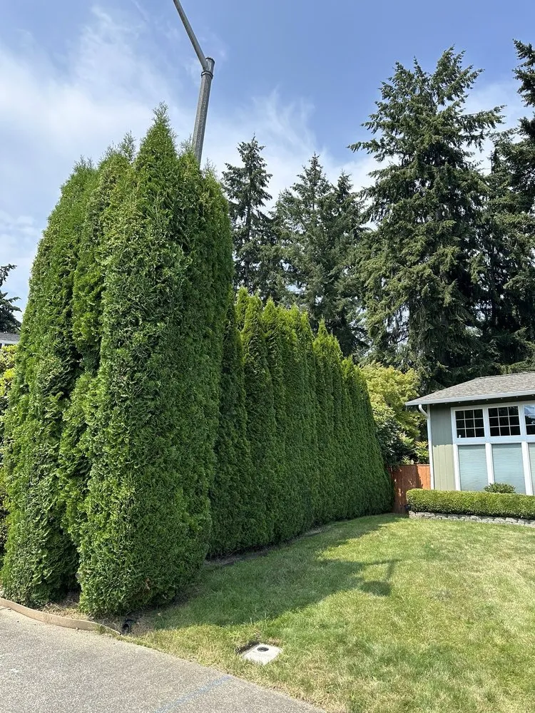 Professional landscape installation for homes in Federal Way, WA by Sanchez Clean Scape Services
