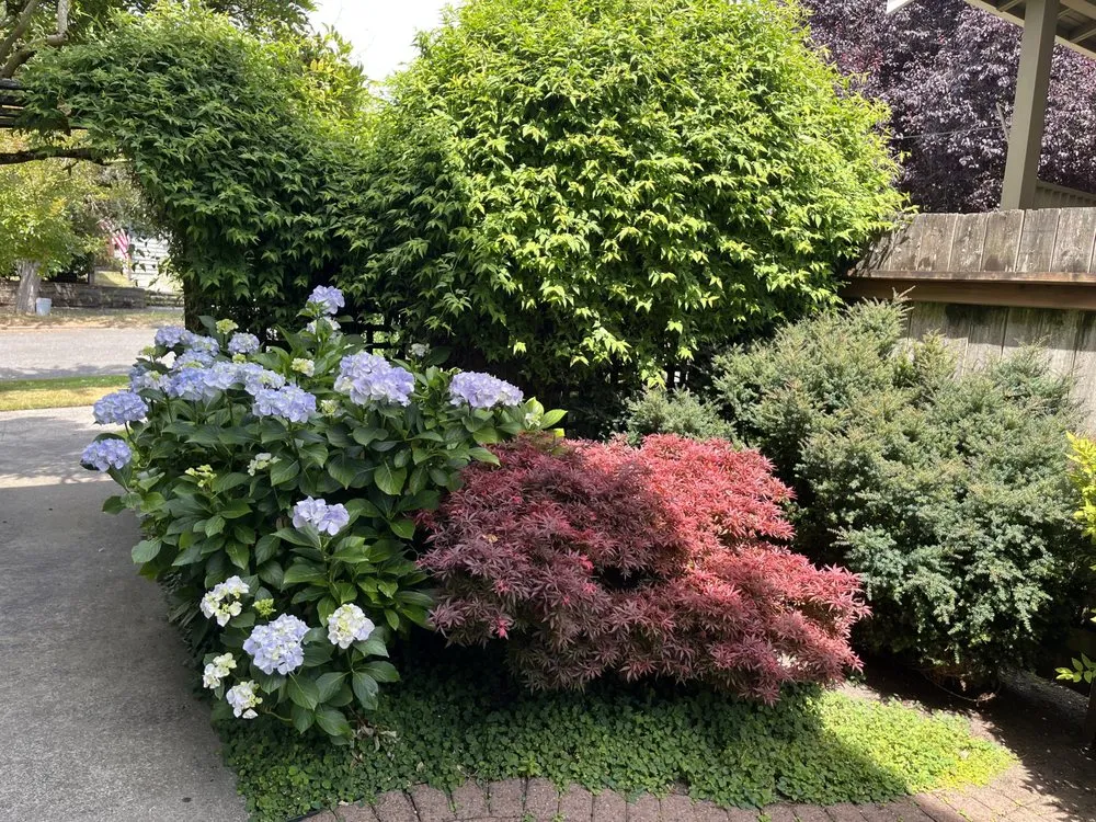 Affordable lawn care service in Federal Way, WA - Sanchez Clean Scape Services