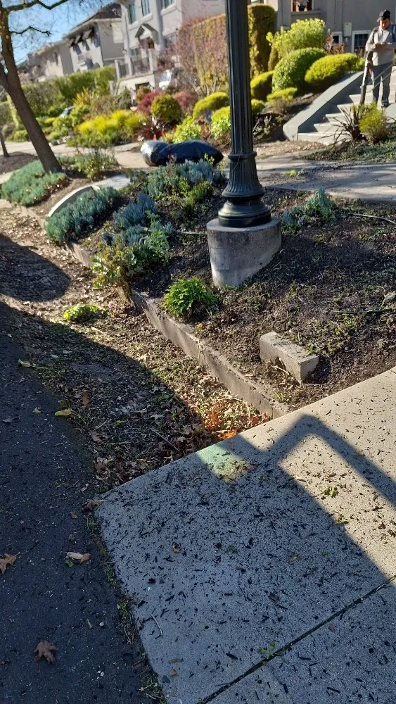 Reliable yard cleanup service in brentwood, CA - Sanchez Economic