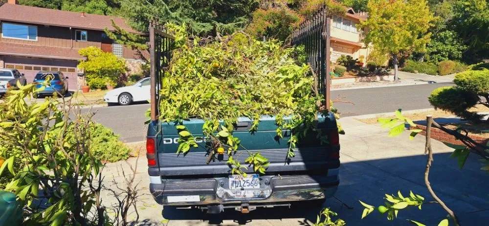 Professional lawn care service in brentwood, CA - Sanchez Economic