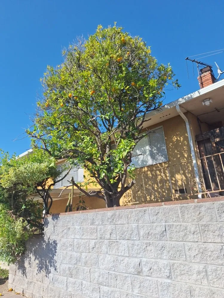 Professional lawn care service experts serving brentwood, CA - Sanchez Economic