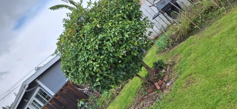 Expert yard maintenance in brentwood, CA by Sanchez Economic