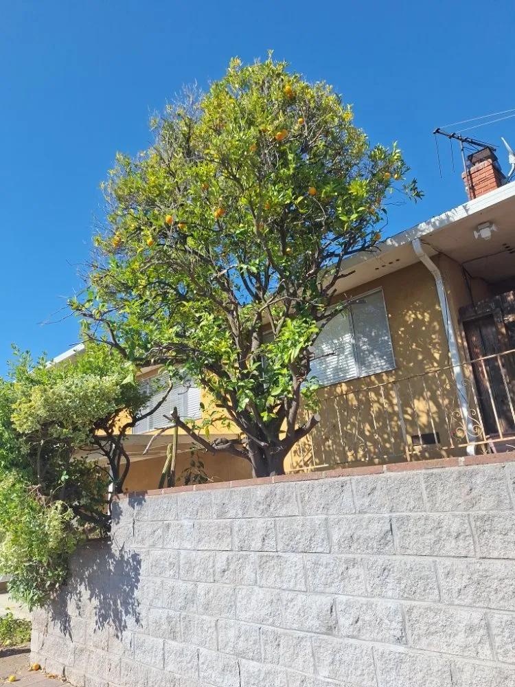 Local landscape installation for residential properties in brentwood, CA by Sanchez Economic