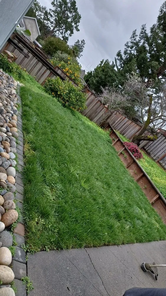 Professional lawn care service experts serving brentwood, CA - Sanchez Economic