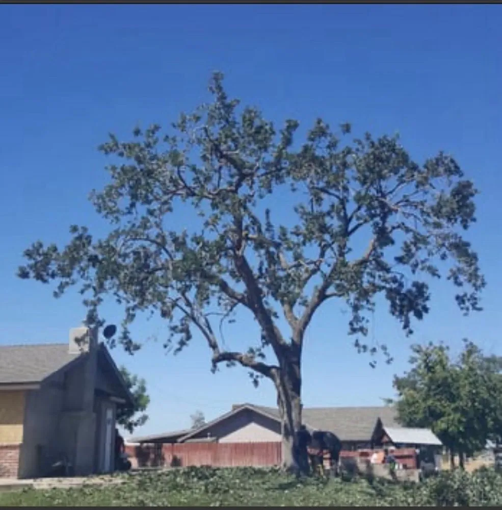 Custom garden landscaping for outdoor upgrades in Porterville, CA by Sanchez Family Tree Experts Maria & Bernardo Sanchez