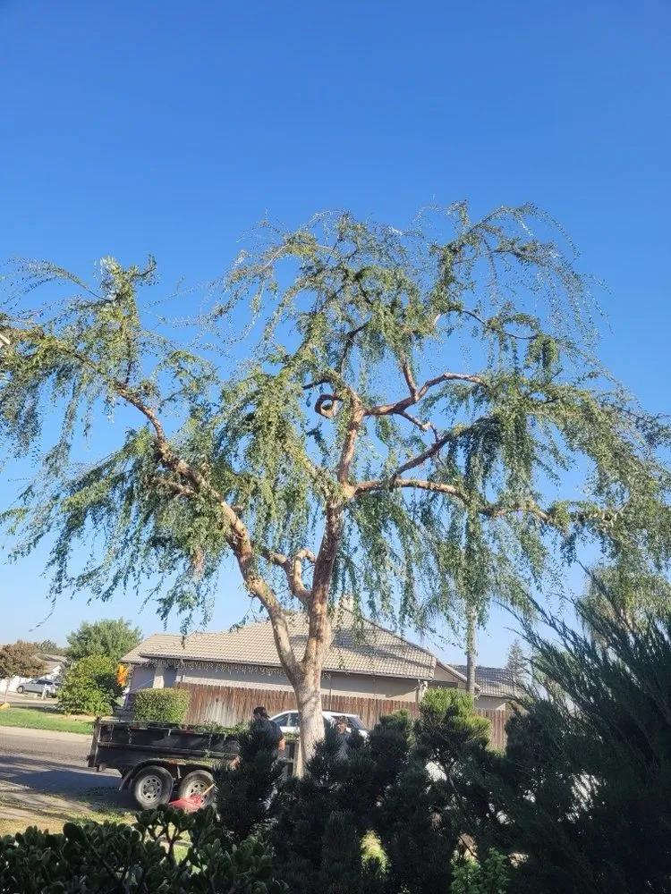 Local landscape design near you in Porterville, CA by Sanchez Family Tree Experts Maria & Bernardo Sanchez