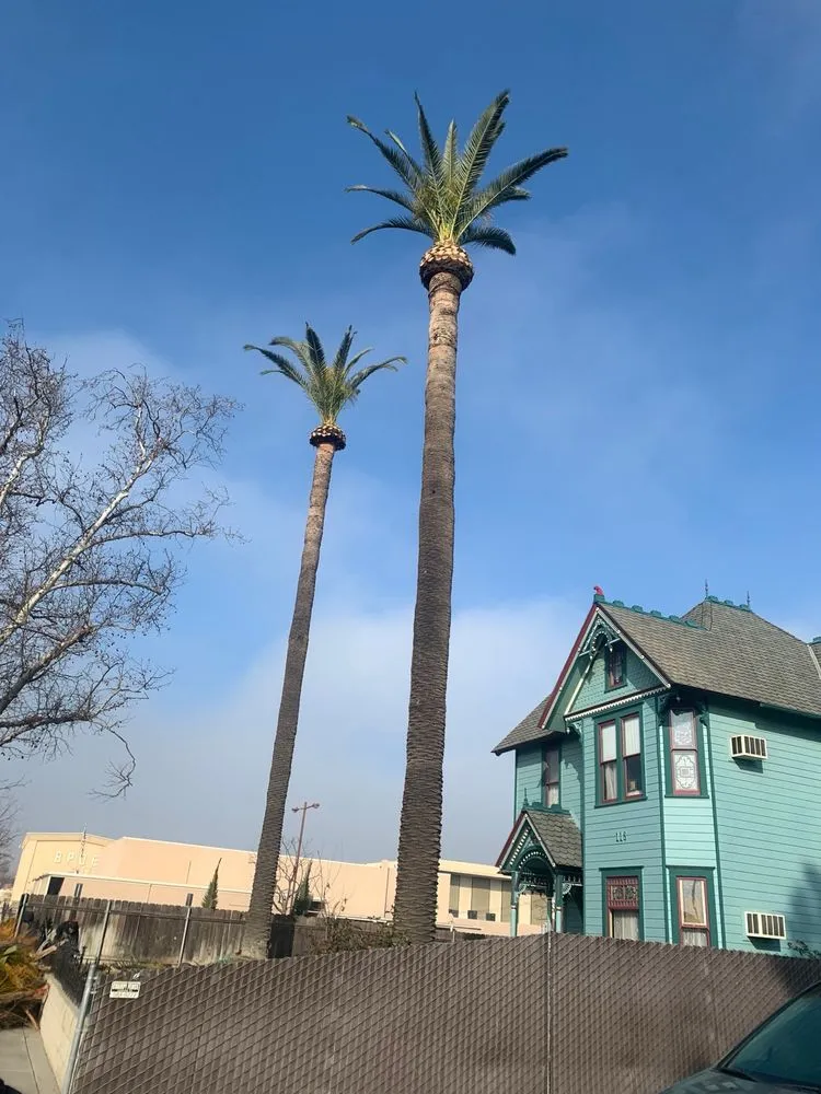 Expert landscaping services for outdoor upgrades in Porterville, CA by Sanchez Family Tree Experts Maria & Bernardo Sanchez