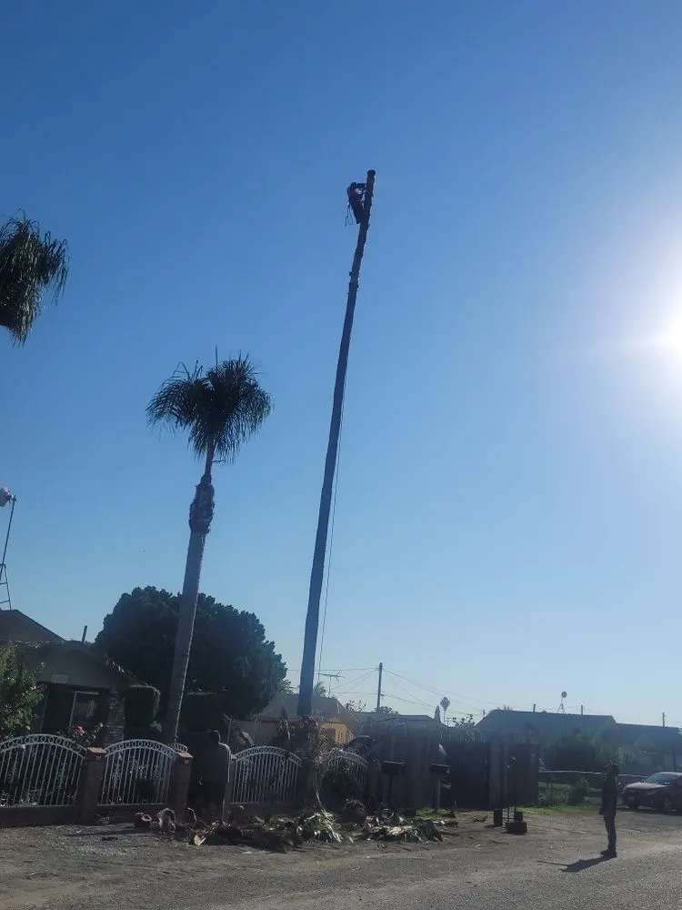 Reliable yard cleanup service experts serving Porterville, CA - Sanchez Family Tree Experts Maria & Bernardo Sanchez