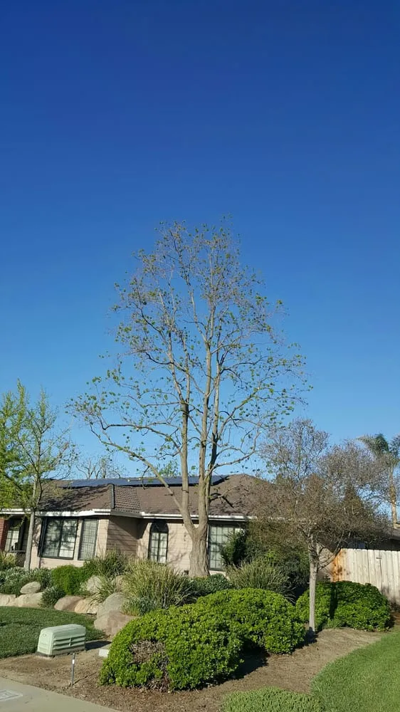 Top-rated landscaping services in Porterville, CA - Sanchez Family Tree Experts Maria & Bernardo Sanchez
