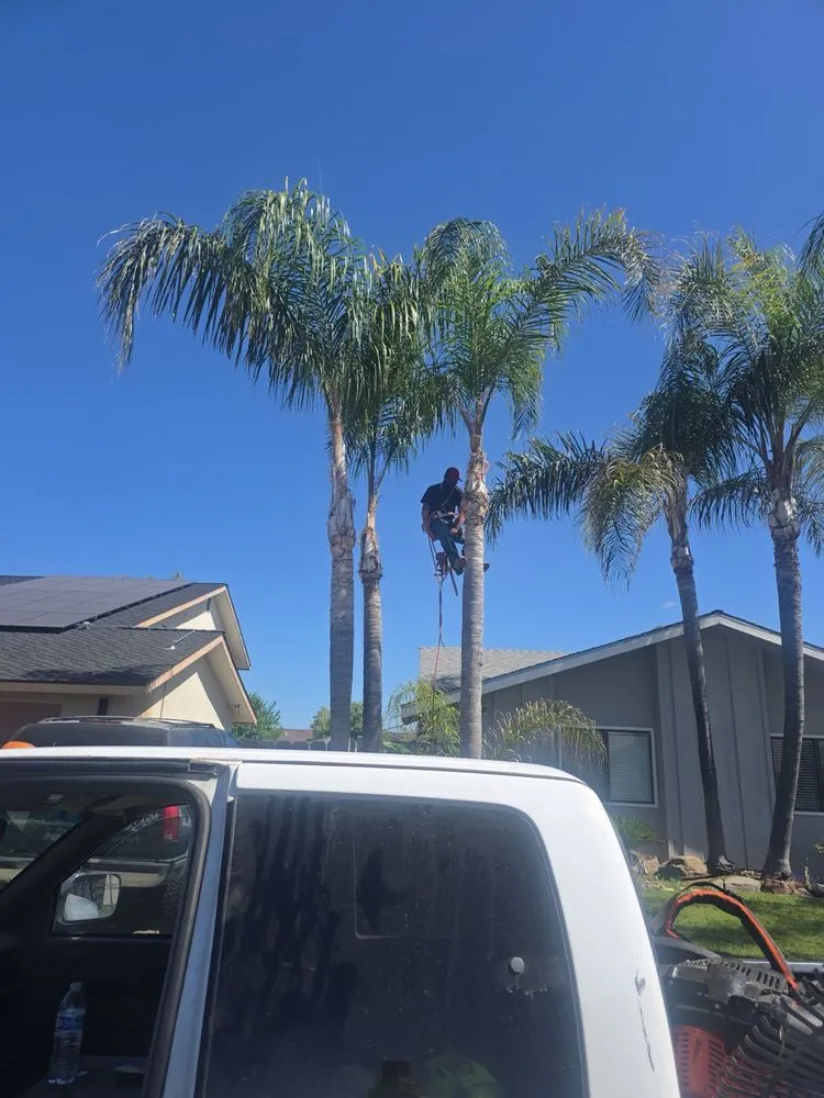 Professional landscape installation in Porterville, CA by Sanchez Family Tree Experts Maria & Bernardo Sanchez