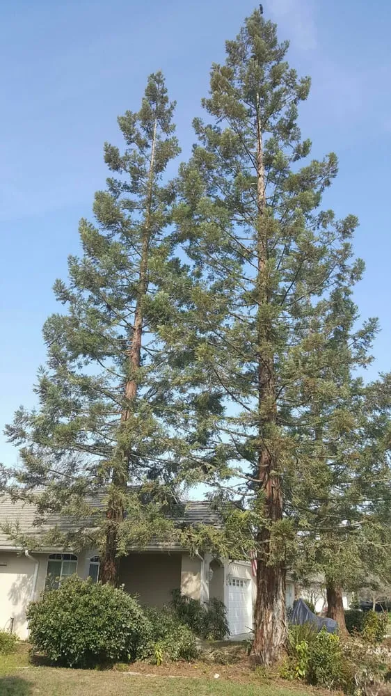 Expert lawn mowing service experts serving Porterville, CA - Sanchez Family Tree Experts Maria & Bernardo Sanchez