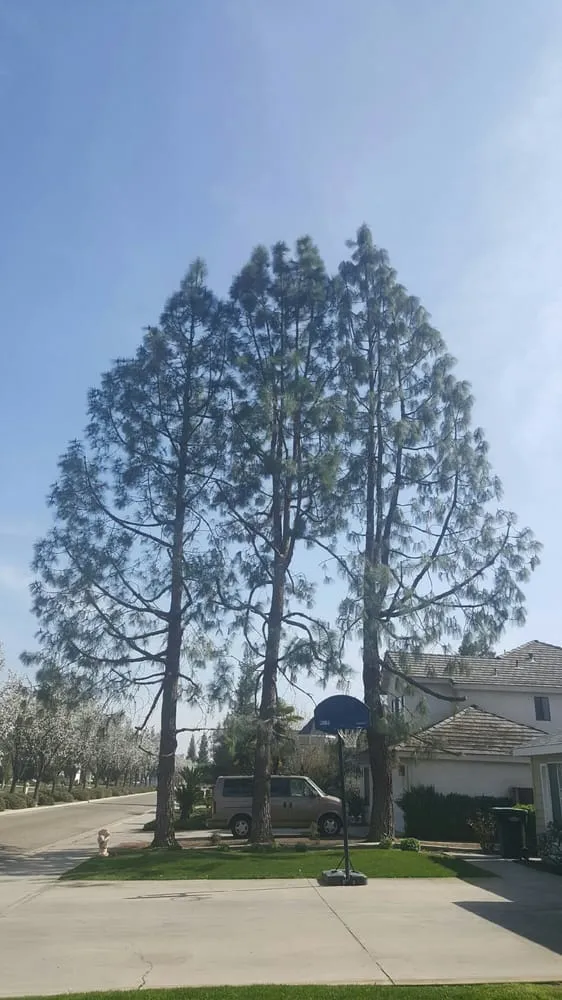 Trusted yard cleanup service experts serving Porterville, CA - Sanchez Family Tree Experts Maria & Bernardo Sanchez