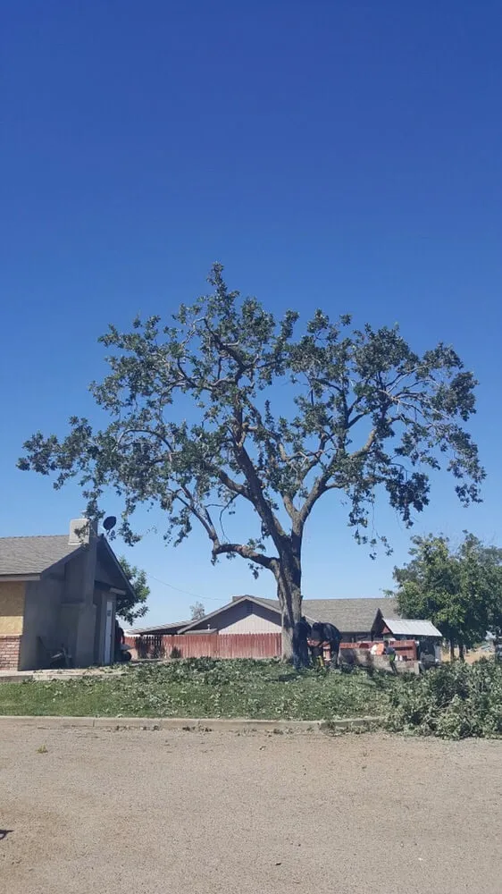 Custom lawn mowing service experts serving Porterville, CA - Sanchez Family Tree Experts Maria & Bernardo Sanchez