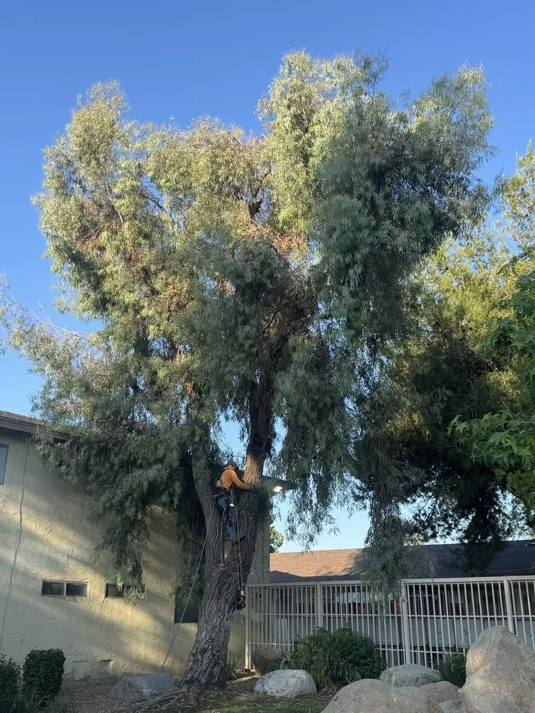 Local residential landscaping for year-round maintenance in Bakersfield, CA by Sanchez Gardening and Landscaping