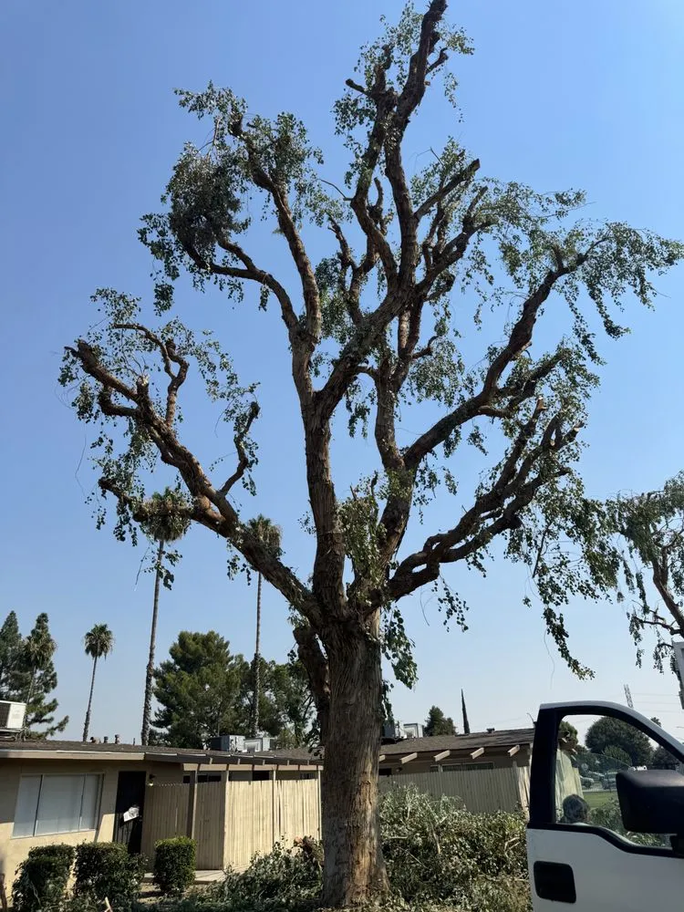 Local yard maintenance for outdoor upgrades across Bakersfield, CA - Sanchez Gardening and Landscaping