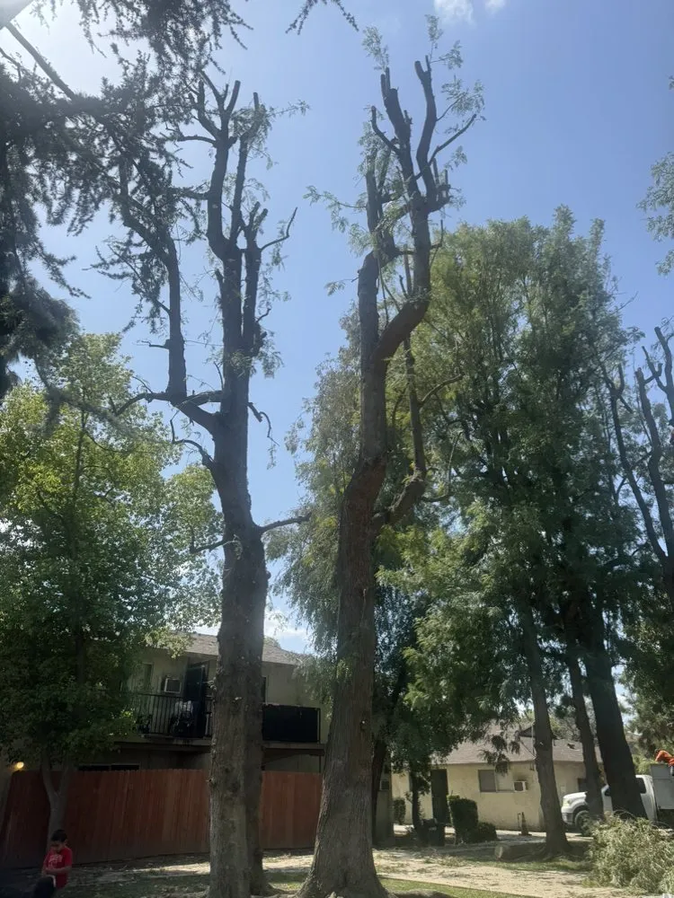 Local landscape installation in Bakersfield, CA - Sanchez Gardening and Landscaping