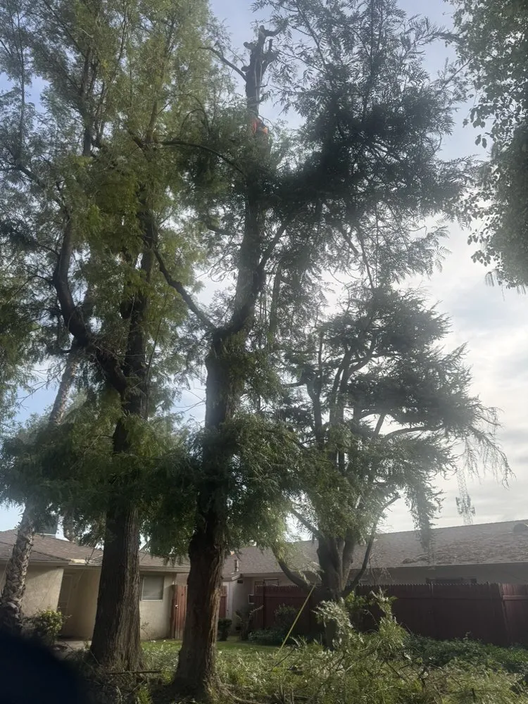 Affordable yard maintenance experts serving Bakersfield, CA - Sanchez Gardening and Landscaping