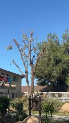 Sanchez Gardening and Landscaping