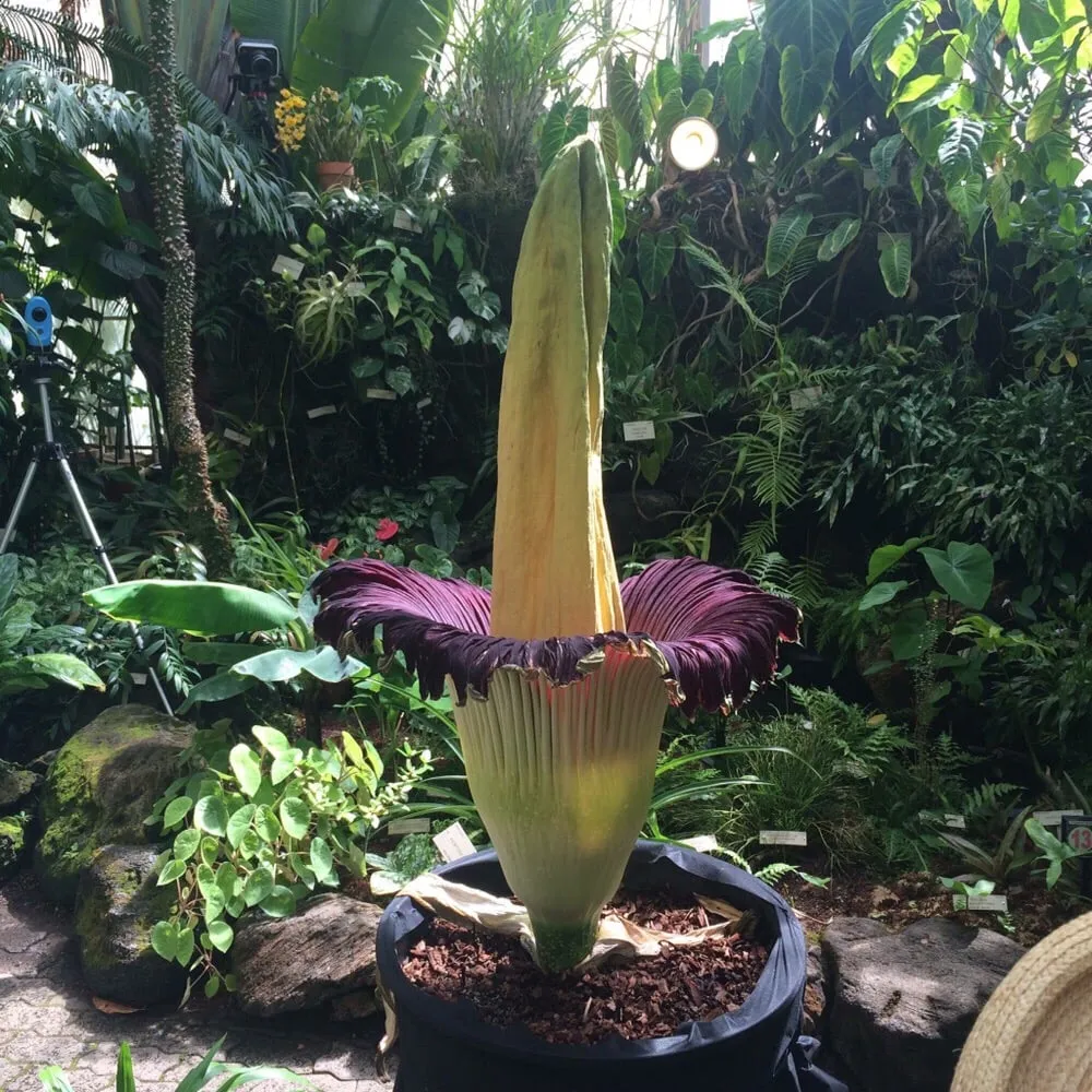 Custom yard maintenance experts serving Los Angeles, CA - Sanchez Gardening