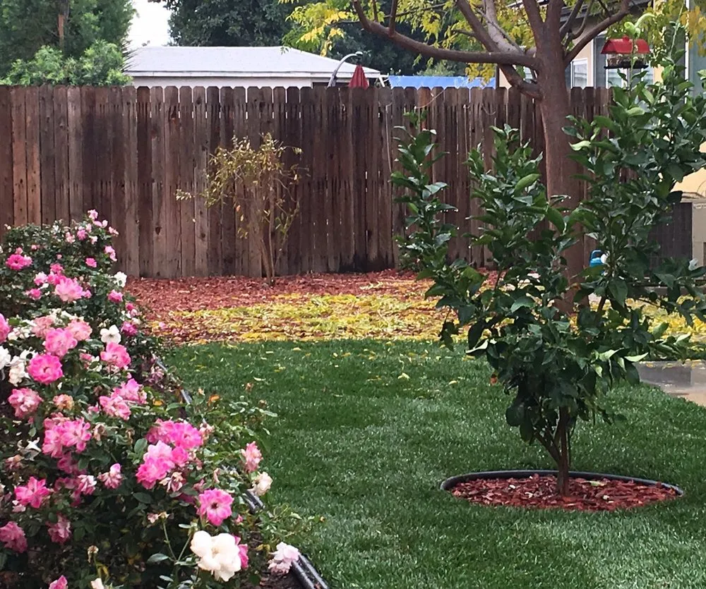 Trusted yard cleanup service for homes across Los Angeles, CA - Sanchez Gardening
