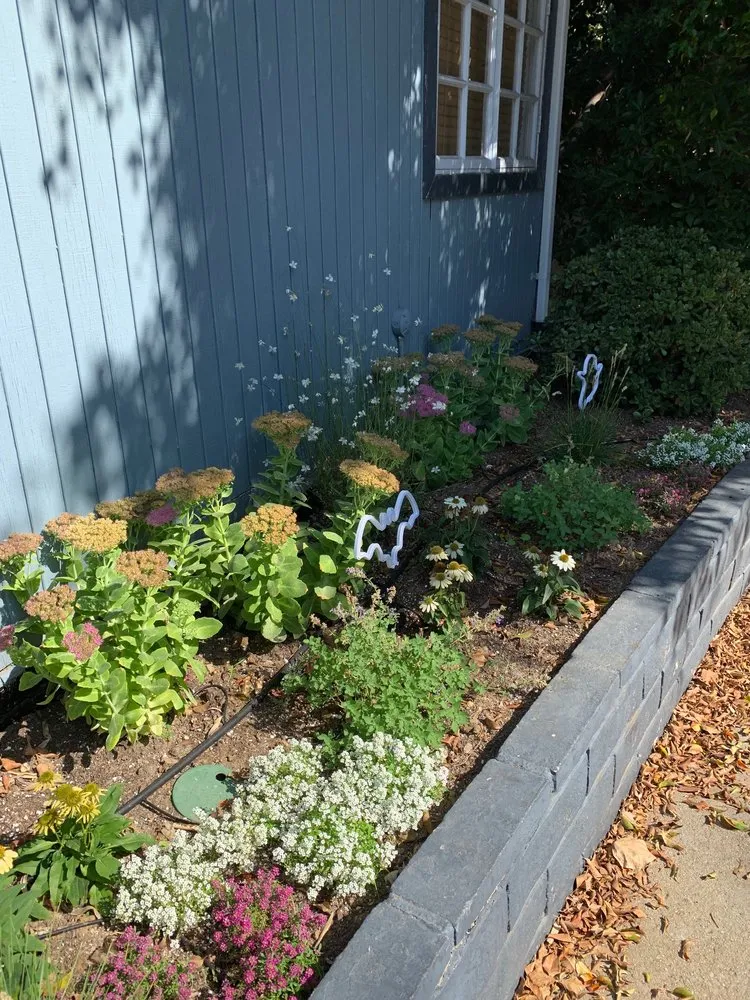 Expert lawn mowing service in Los Angeles, CA by Sanchez Gardening