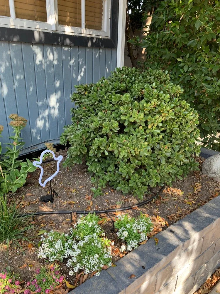 Top-rated landscaping services for year-round maintenance in Los Angeles, CA by Sanchez Gardening