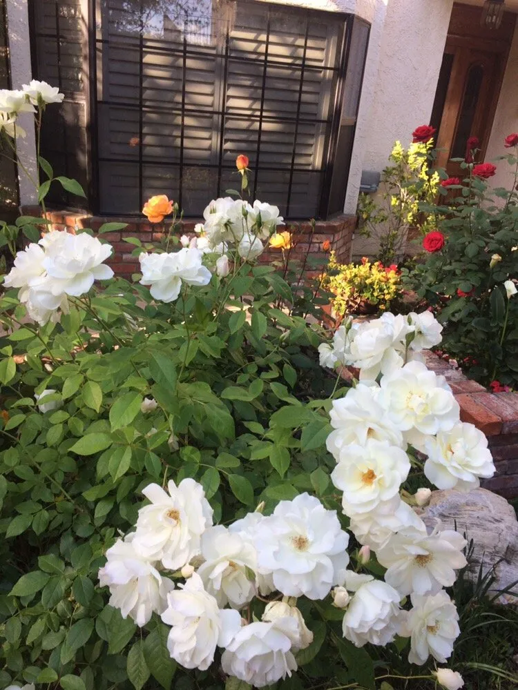 Expert yard cleanup service in Los Angeles, CA by Sanchez Gardening