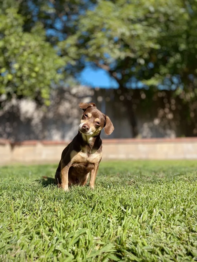 Local lawn care service in Glendora, CA - Sanchez Irrigation