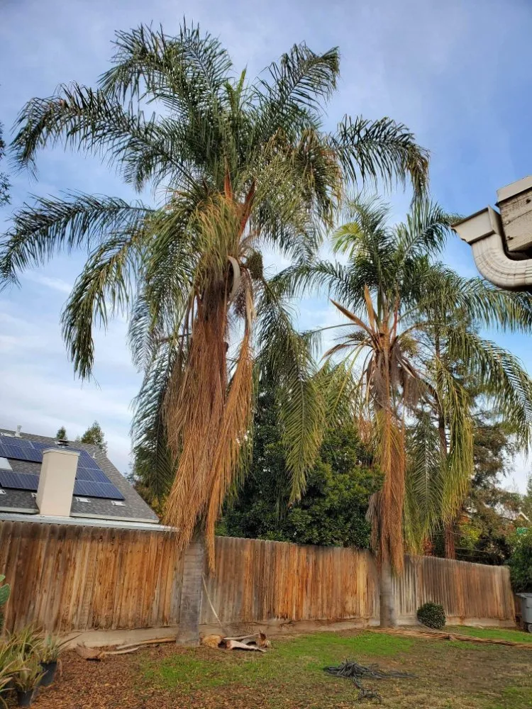 Reliable lawn care service in Fresno, CA - Sanchez Land Care