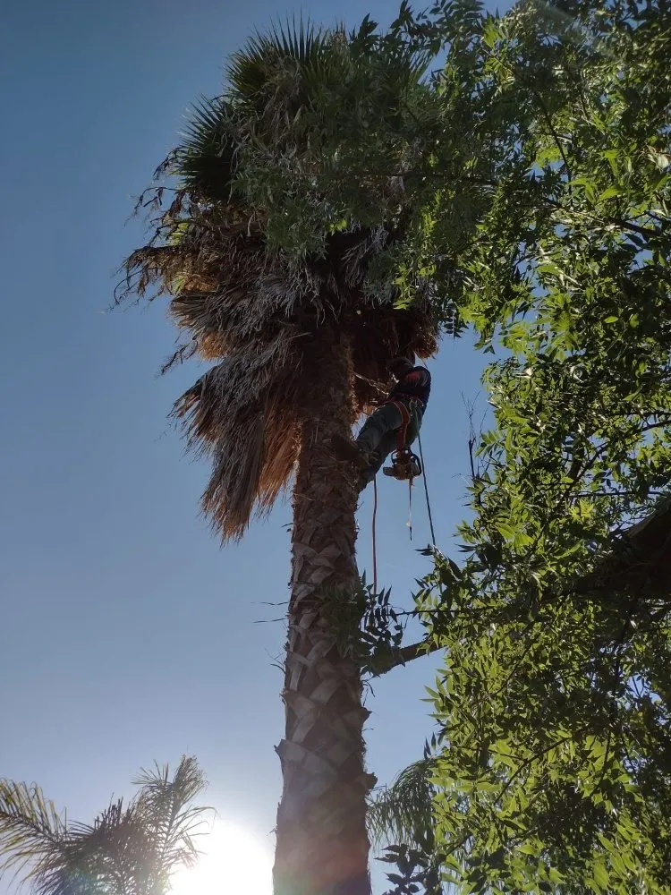 Professional garden landscaping experts serving Fresno, CA - Sanchez Land Care