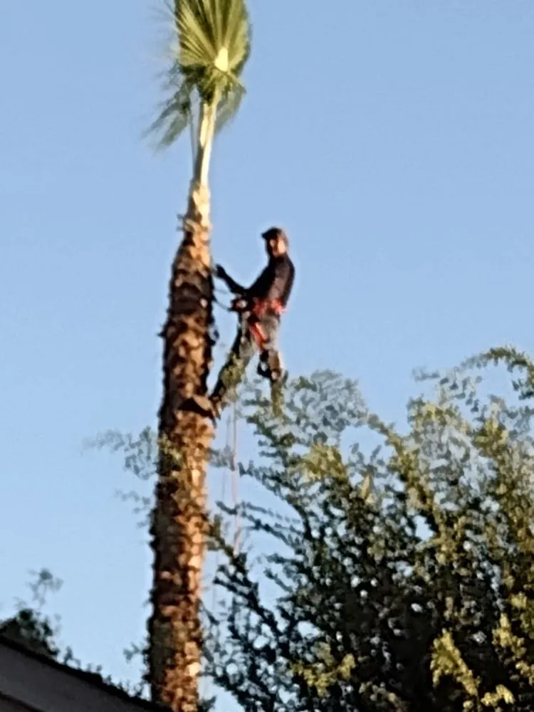 Custom landscaping services in Fresno, CA - Sanchez Land Care