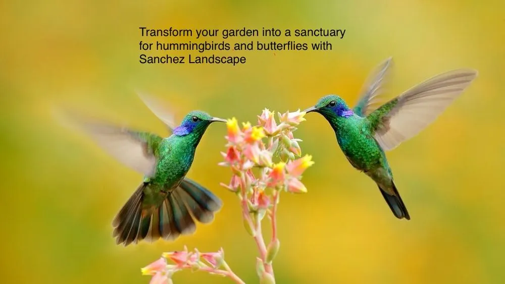 Affordable landscaping services for homes in Austin, TX by Sanchez Landscape