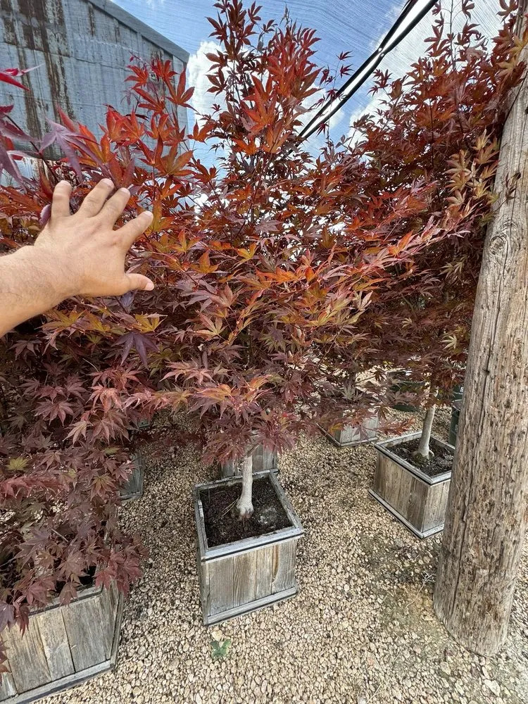 Trusted lawn care service in Austin, TX - Sanchez Landscape