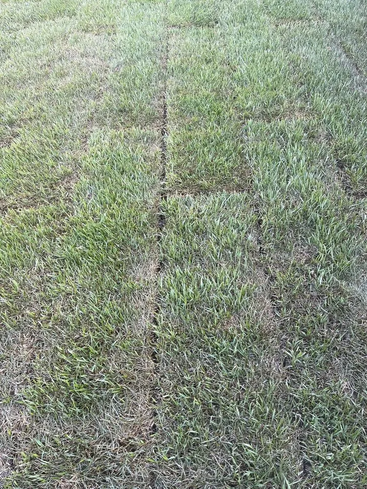 Custom yard maintenance for outdoor upgrades across Santa Clara, CA - Sanchez Landscape Service