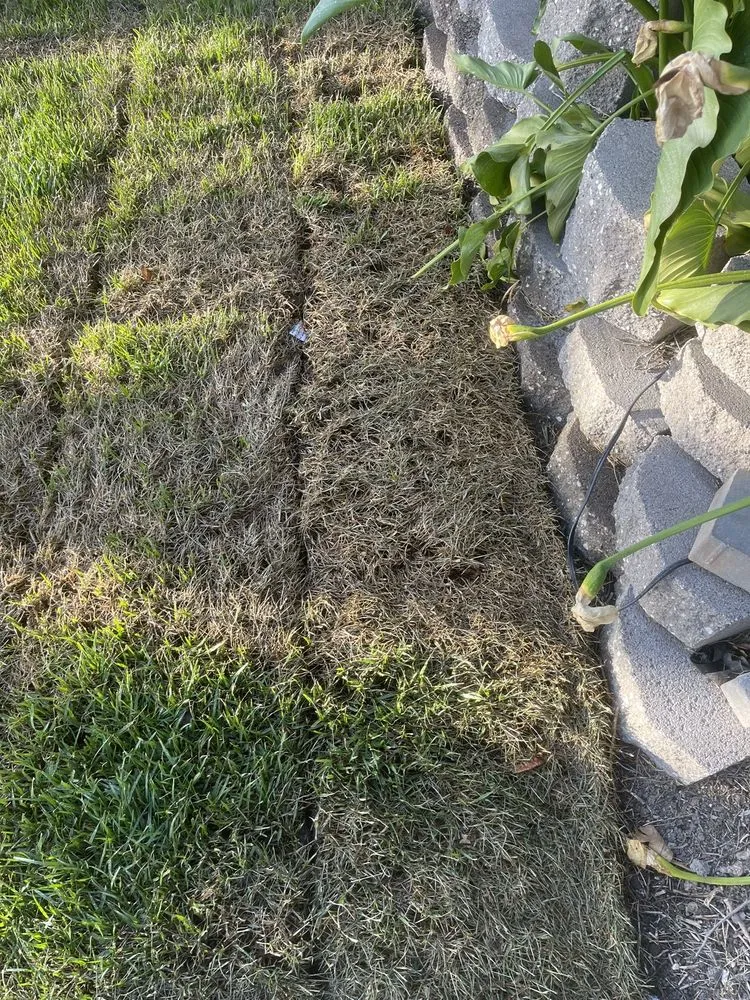 Affordable landscape installation in Santa Clara, CA by Sanchez Landscape Service