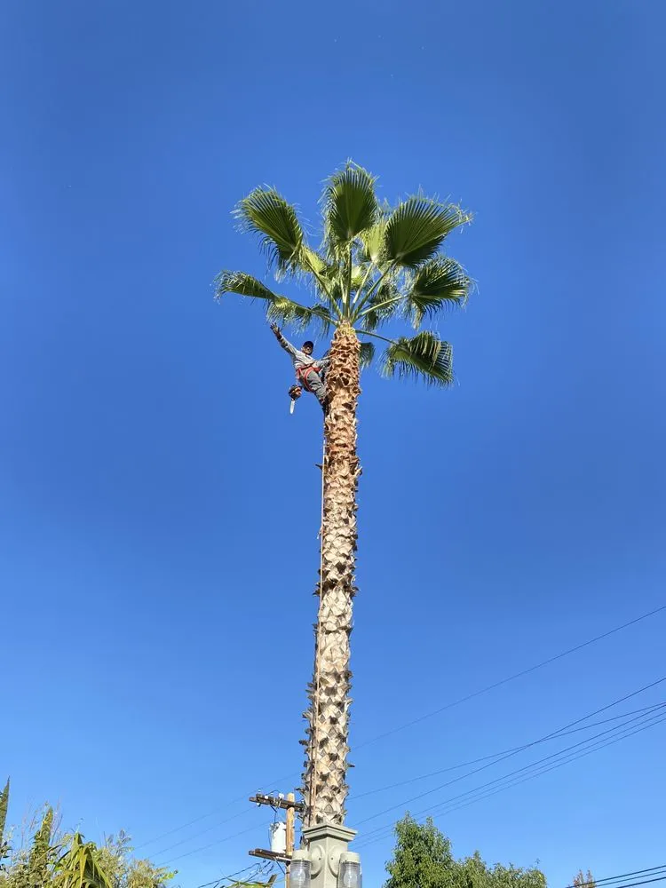 Expert outdoor landscaping for homes across West Hills, CA - Sanchez Landscape Tree Trim & Gardening