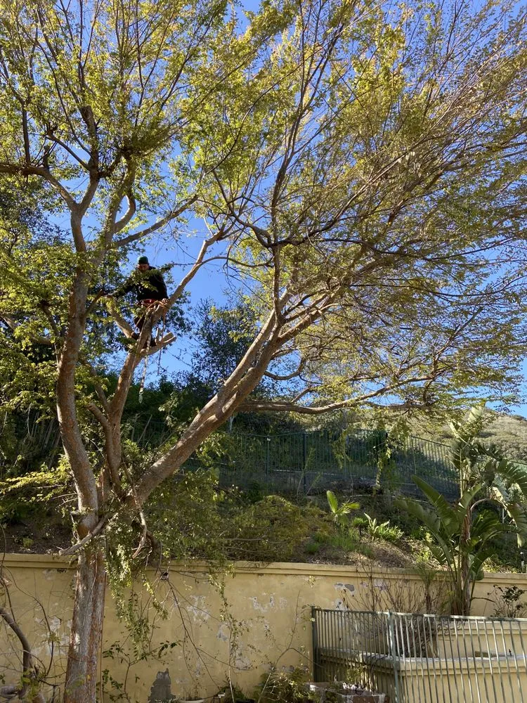 Custom landscape installation in West Hills, CA - Sanchez Landscape Tree Trim & Gardening