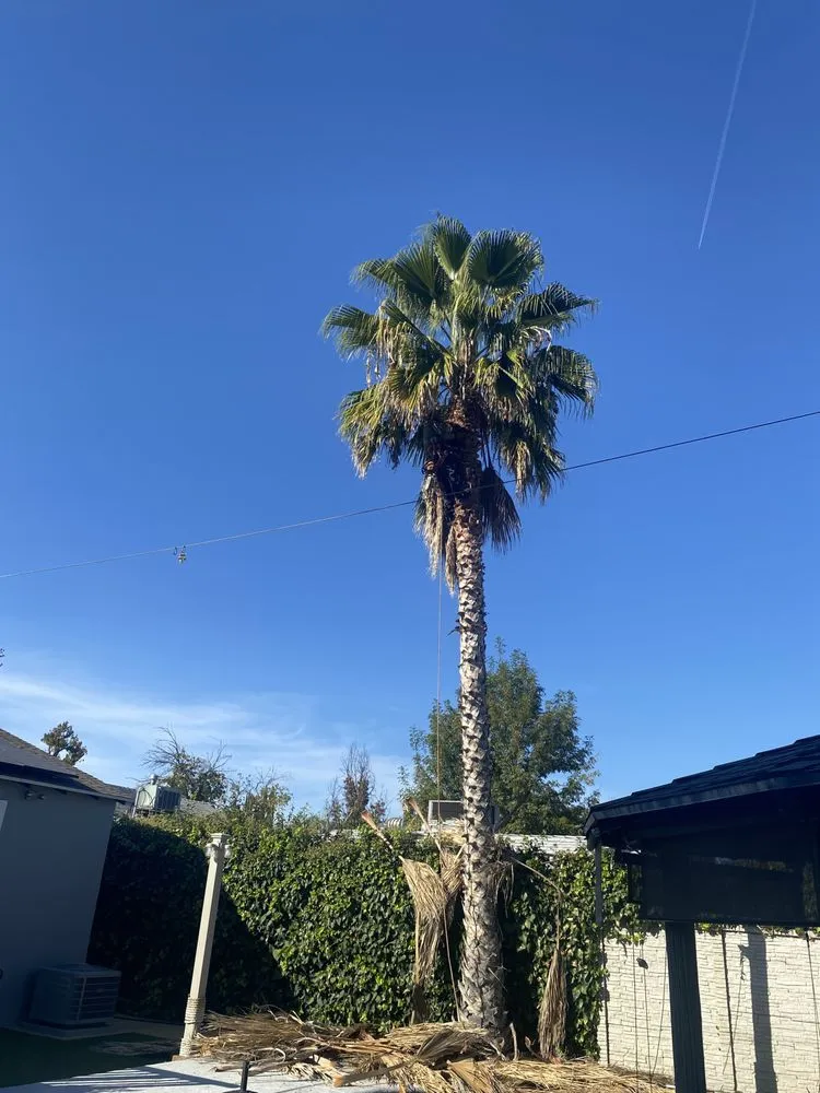 Reliable yard cleanup service for residential properties across West Hills, CA - Sanchez Landscape Tree Trim & Gardening