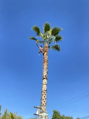 Sanchez Landscape Tree Trim & Gardening