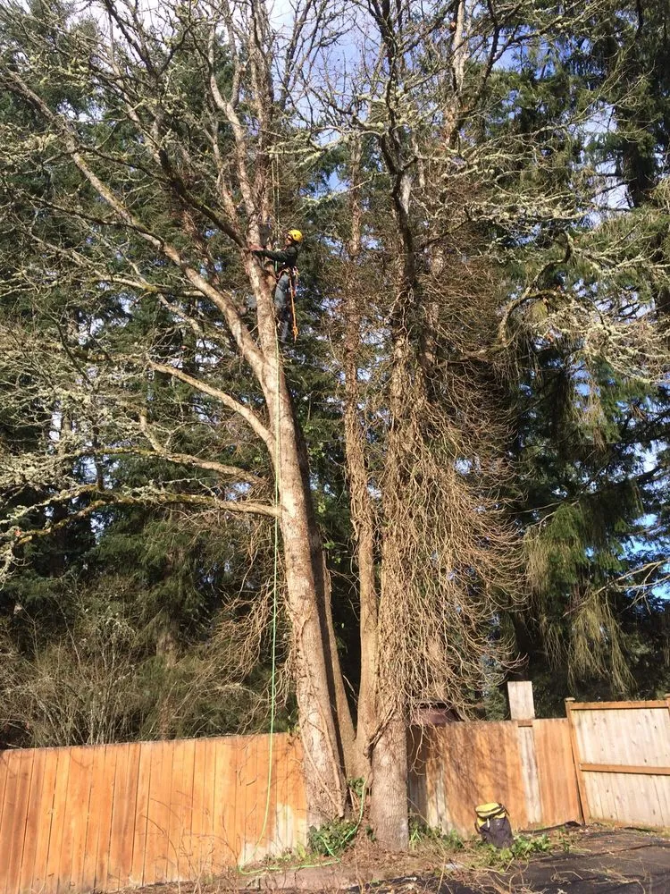 Trusted residential landscaping in Lacey, WA - Sanchez Landscaping