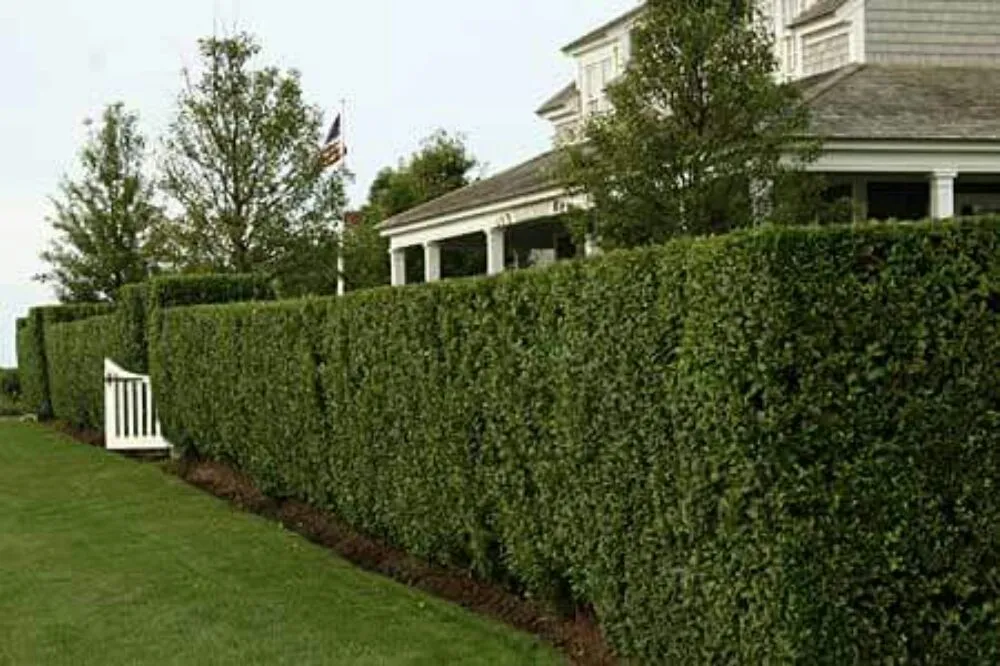 Professional lawn mowing service in Lacey, WA by Sanchez Landscaping